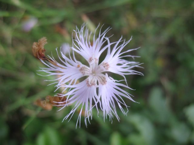 dianthus monspessolanus